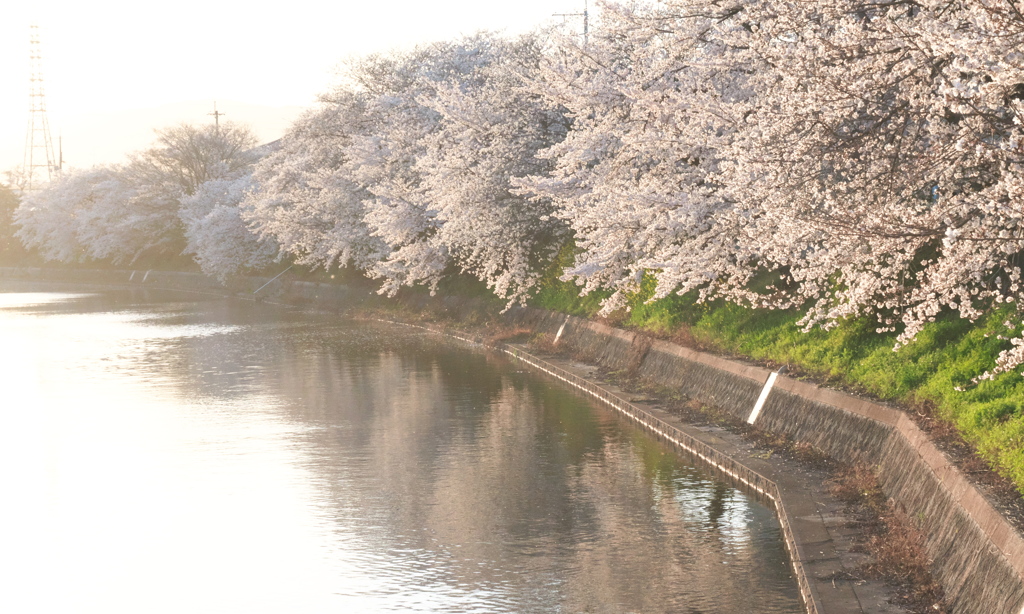 近所の川辺２