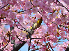 桜は撮るのがむつかしい１