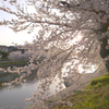 用水路の桜