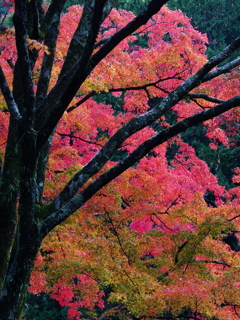 近所の山その１