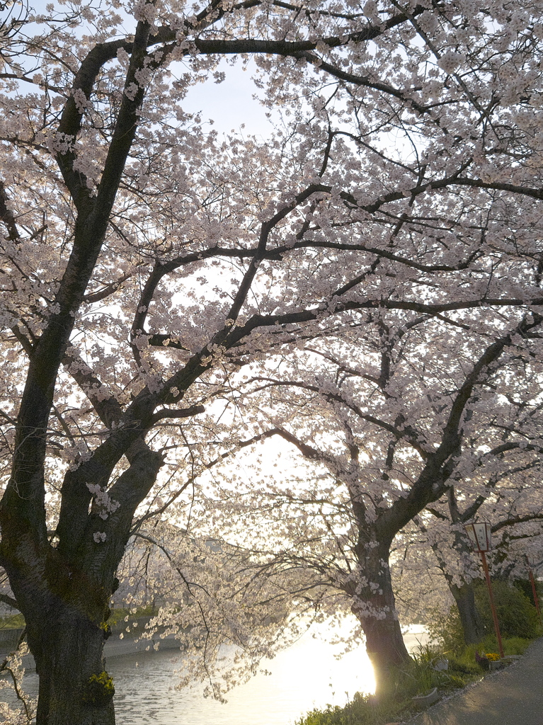 用水路の桜