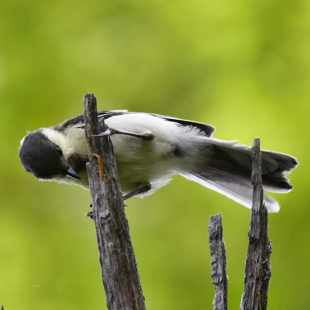 餌を狙う、シジュウカラさん。