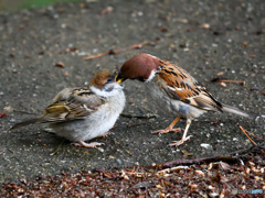 幼鳥に餌付け