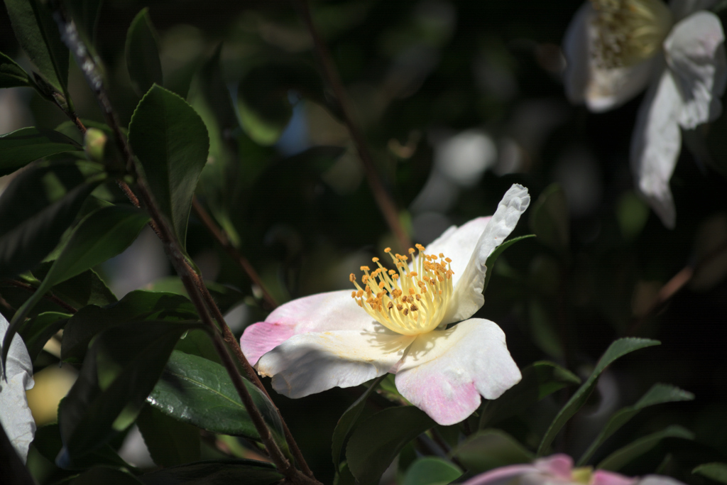 ほんのり色づき