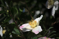 ほんのり色づき