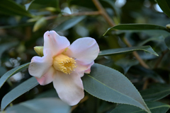 気取らない優美さ