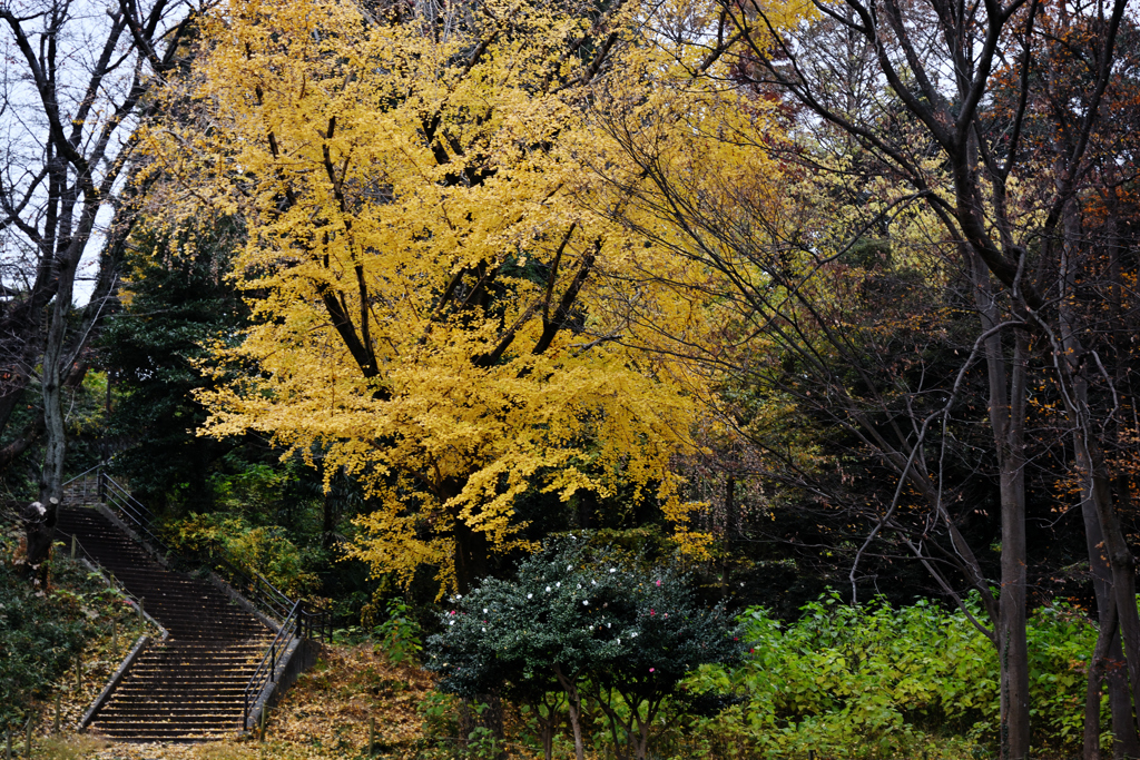 階段とイチョウ