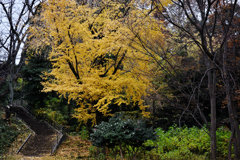 階段とイチョウ