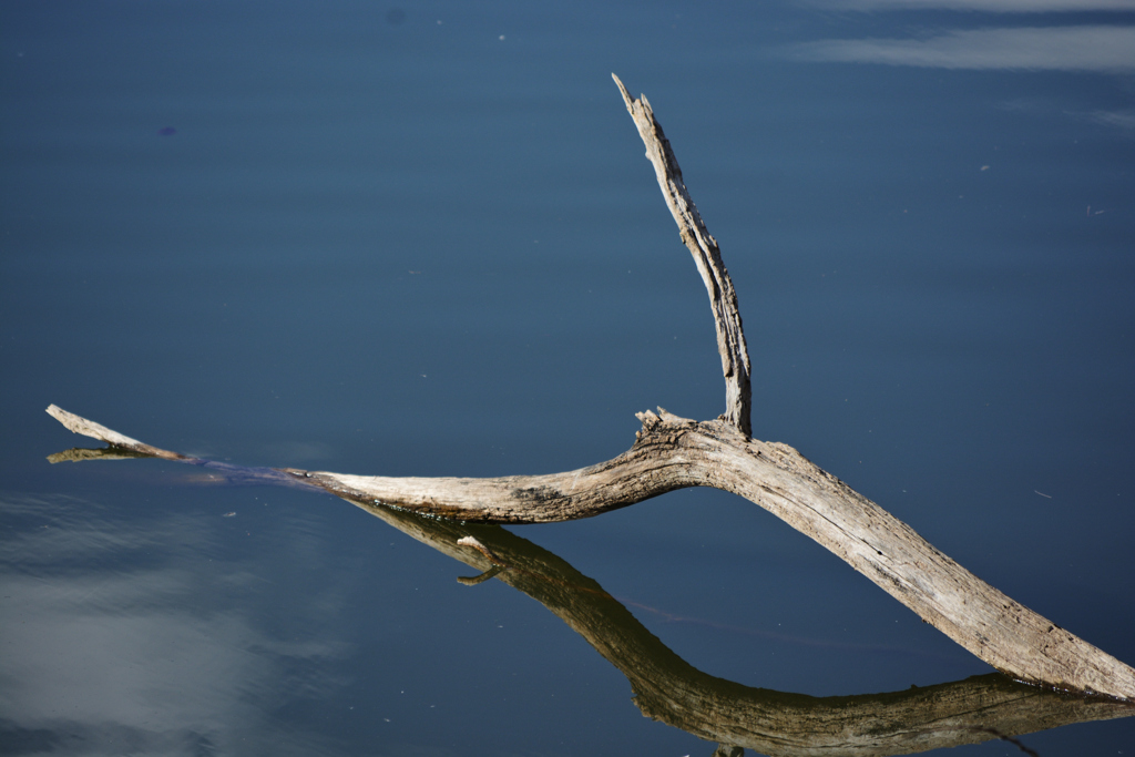 水面から顔を出す倒木
