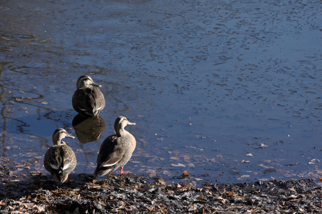 日が出たね　そだね