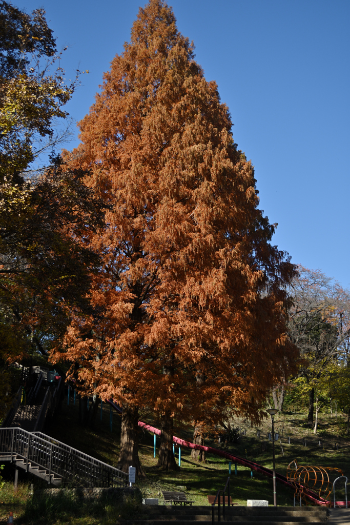 遊具とメタセコイア