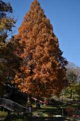 遊具とメタセコイア