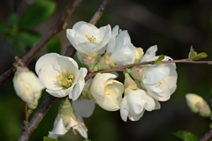早く来い 春の花