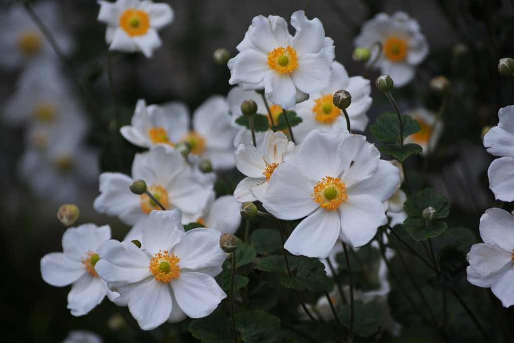 シュウメイギク