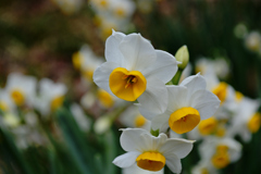 うつ向きがちに