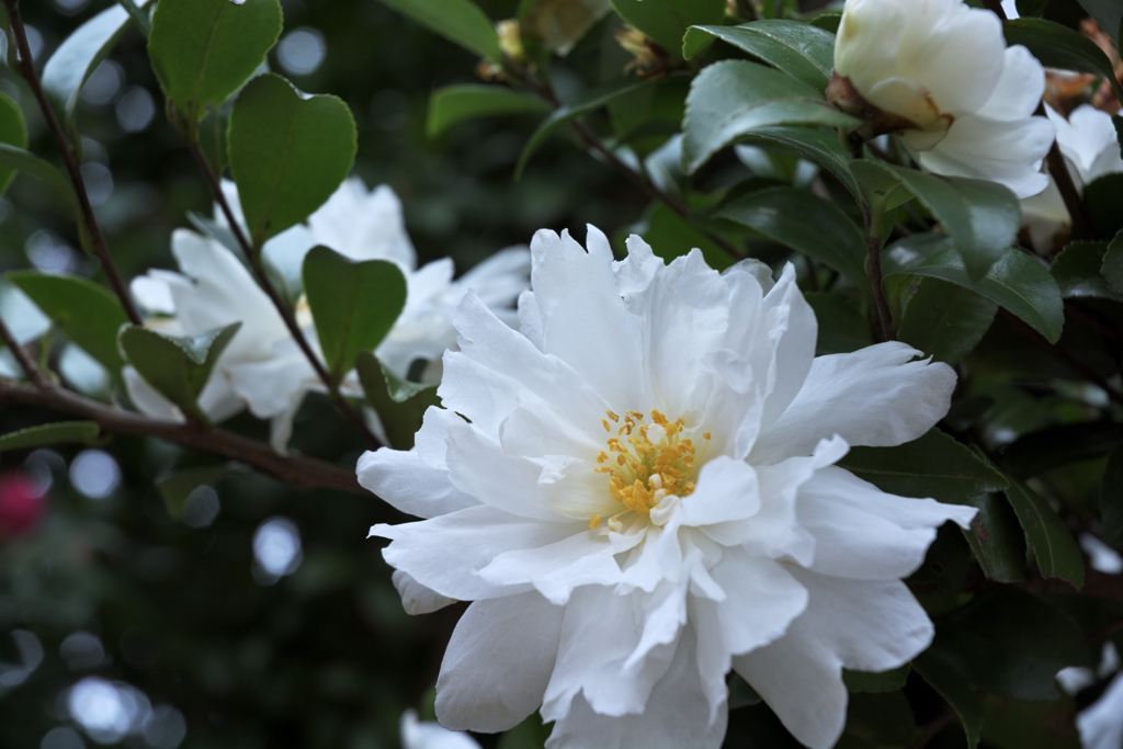 白い山茶花