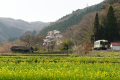 菜の花が咲く磐越東線の風景