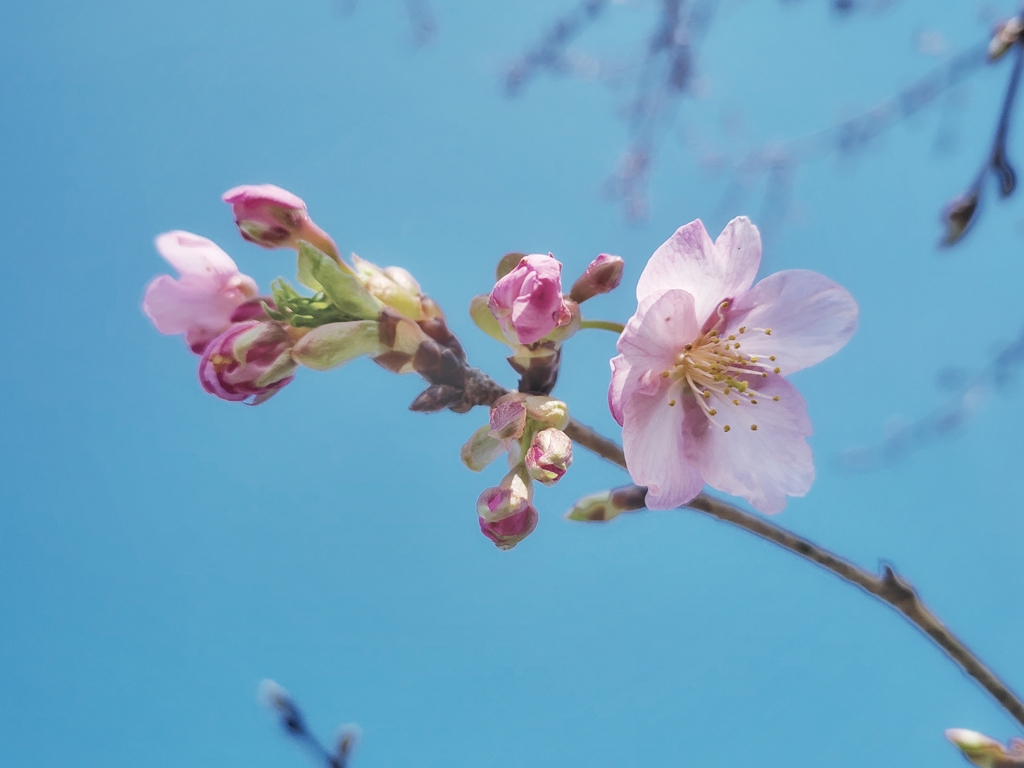 河津桜