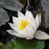 睡蓮の花