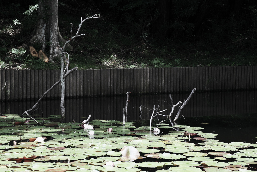 蓮池の枝