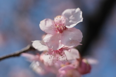 河津桜（４）