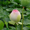 蓮（５）
