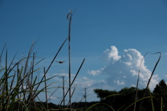 夏雲とトンボ