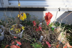 ヤマザクラの実生　番外（３）