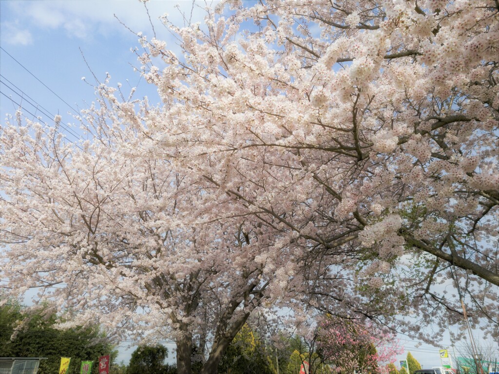 桜満開