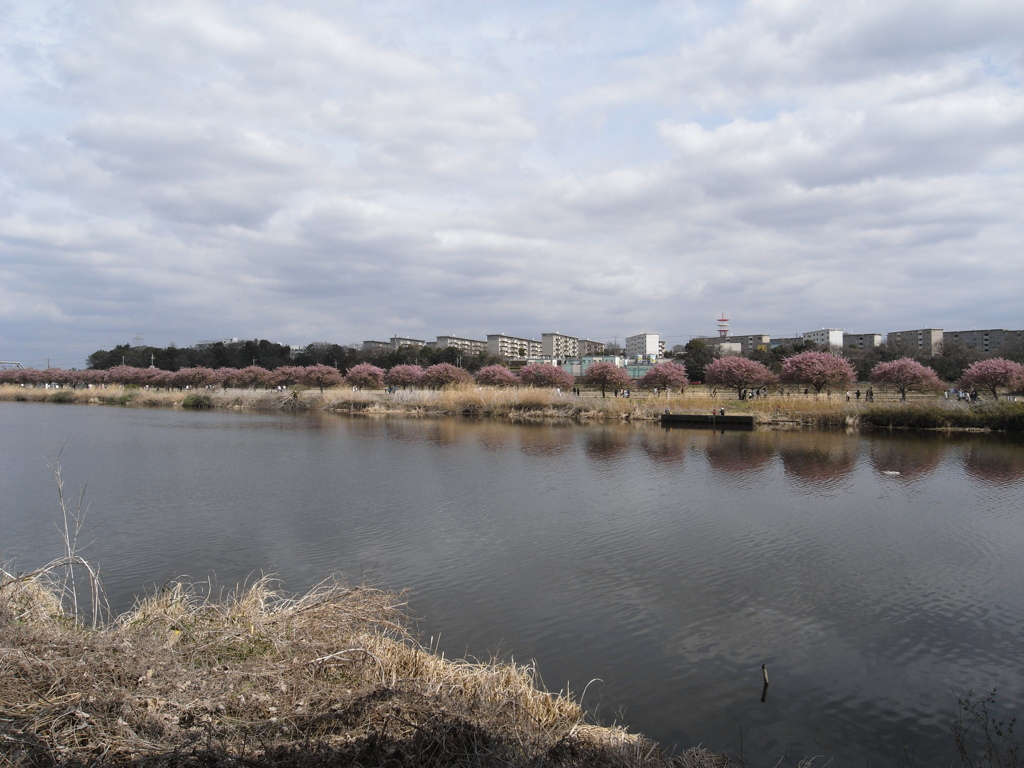 河津桜まつり(2)