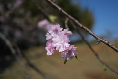 滝桜の子（７）