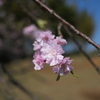 滝桜の子（７）
