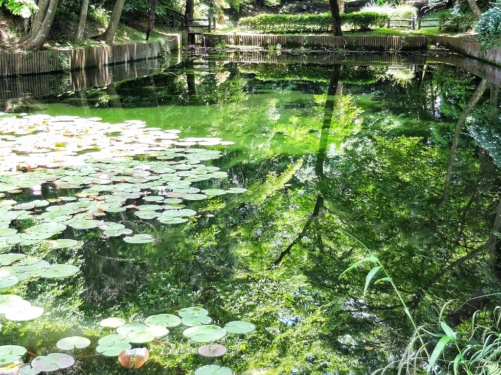 睡蓮池の南側