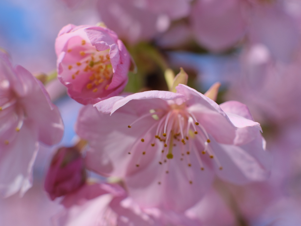 桜 I