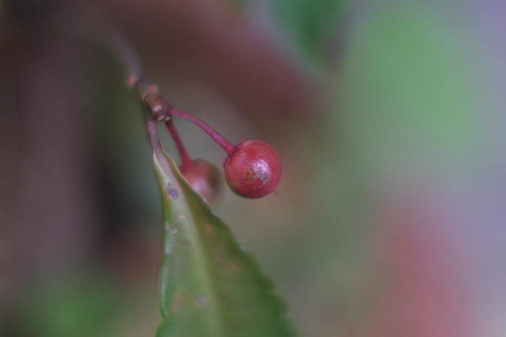 赤い実（２）