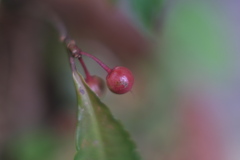 赤い実（２）