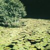 睡蓮池の夏３