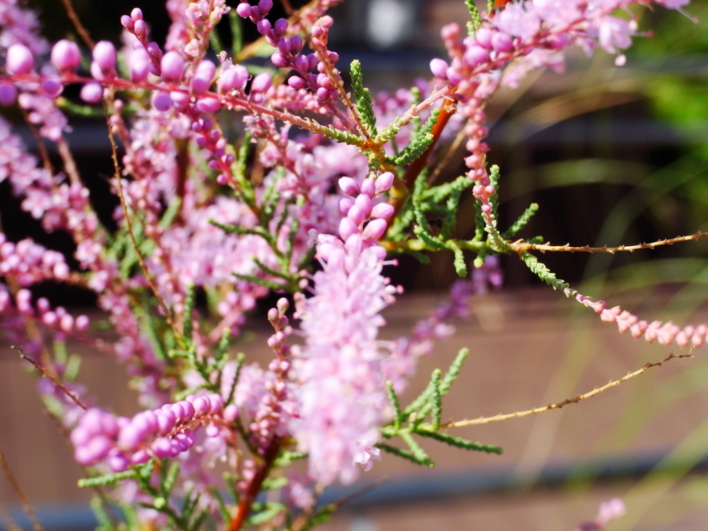 9月の花壇 (4)
