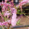 9月の花壇 (4)