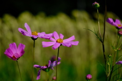 秋桜