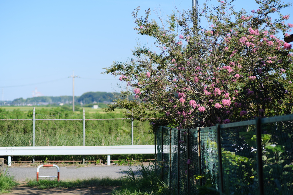 百日紅（１）