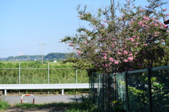 百日紅（１）
