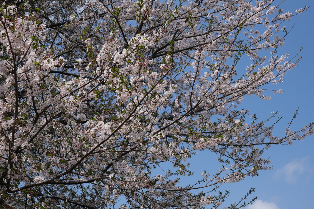 旧栗畑の桜（５）