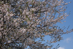 旧栗畑の桜（５）