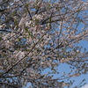 旧栗畑の桜（５）