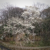 コブシ咲く