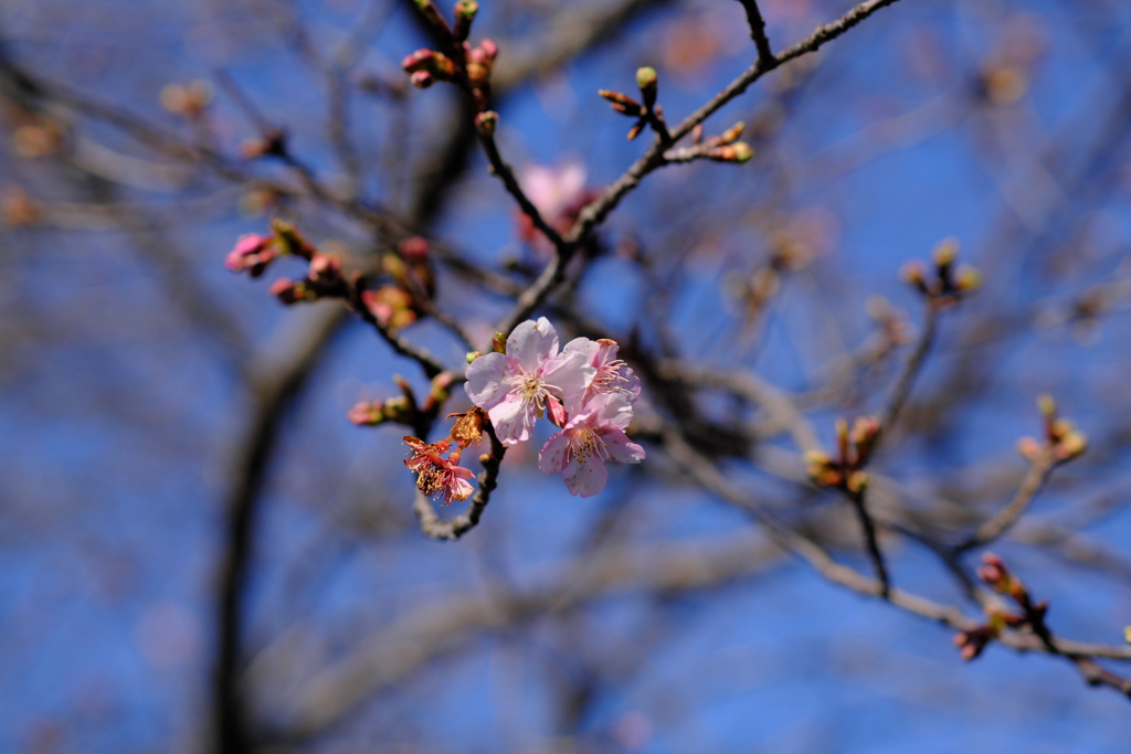 河津桜 VI