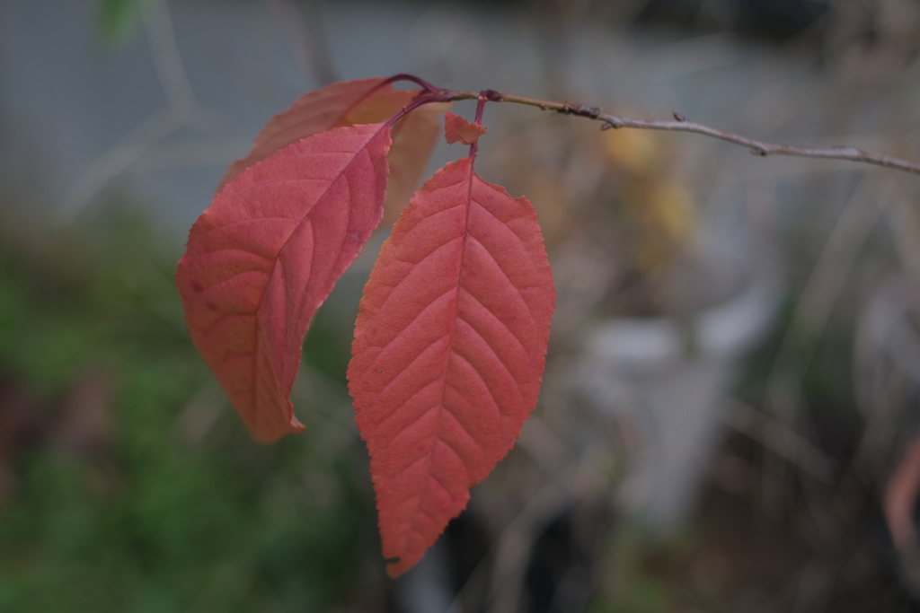 ヤマザクラの実生