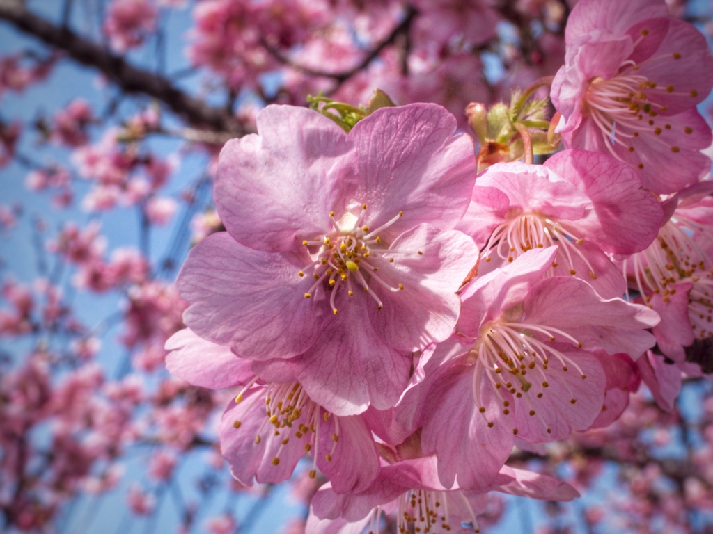 早咲きの桜 I