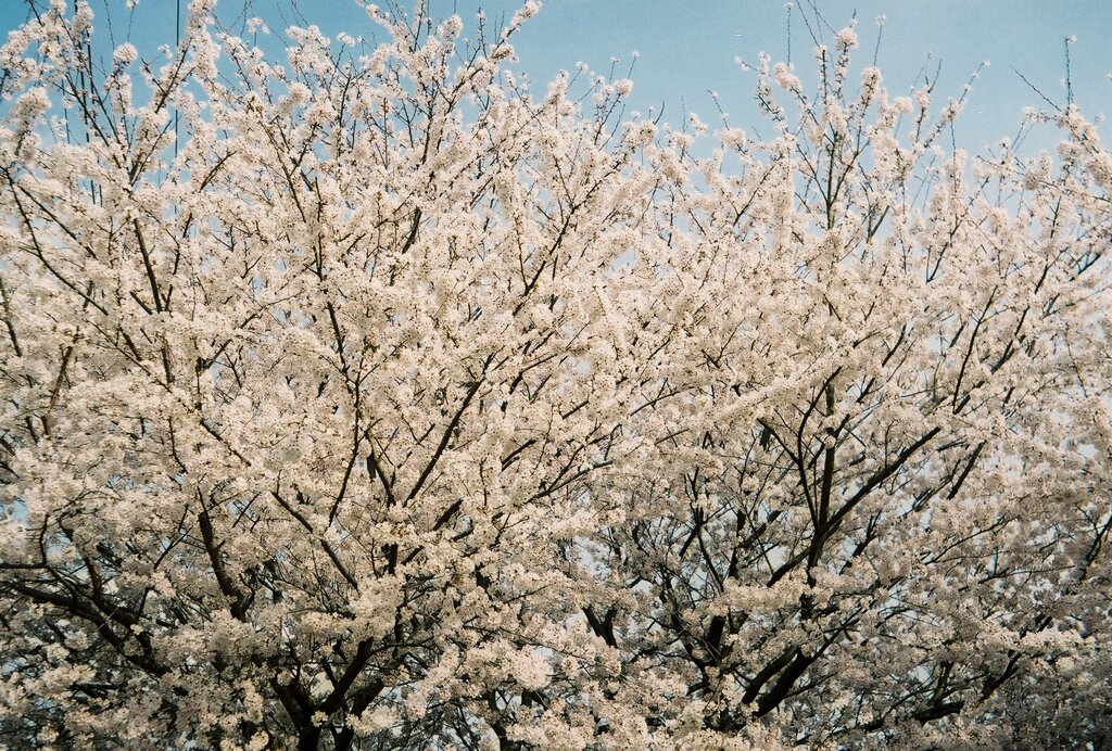 団子と桜